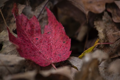 红色的叶子的特写照片
